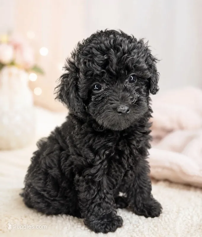 Bella – Poodle - Toy  puppy for sale in Murfreesboro, TN