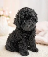 Bella, a female Poodle - Toy  for sale in Murfreesboro, TN – 1 of 4