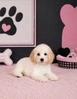 Bliss, a female Poochon for sale in Murfreesboro, TN – 1 of 4