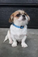 Fuzzy, a male Shih Tzu for sale in Murfreesboro, TN – Photo 2 of 3