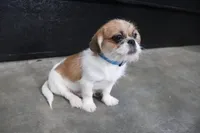 Fuzzy, a male Shih Tzu for sale in Murfreesboro, TN – Photo 3 of 3