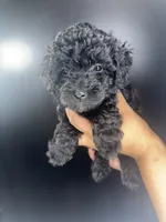 Bella, a female Poodle - Toy  for sale in Murfreesboro, TN – 4 of 4