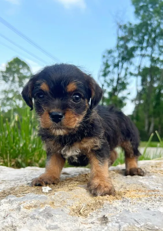 Sammie, a male Yorkshire Terrier and Miniature Dachshund for sale in Murfreesboro, TN – Photo 1 of 1