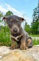 Ozcar, a male Miniature Dachshund for sale in Murfreesboro, TN – 1 of 1