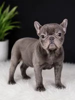 Wavey , a male French Bulldog for sale in Murfreesboro, TN – 2 of 3