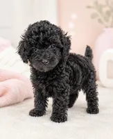 Bella, a female Poodle - Toy  for sale in Murfreesboro, TN – 2 of 3