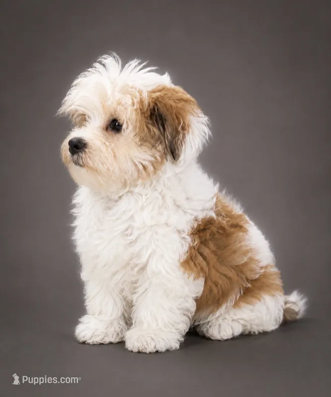 Hunter  – Morkie puppy for sale in Murfreesboro, TN