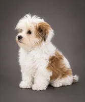 Hunter , a male Morkie for sale in Murfreesboro, TN – 1 of 2