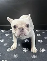 Marshmellow, a male French Bulldog for sale in Murfreesboro, TN – 2 of 4