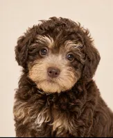 Brownie , a male Yorkipoo for sale in Murfreesboro, TN – 3 of 3