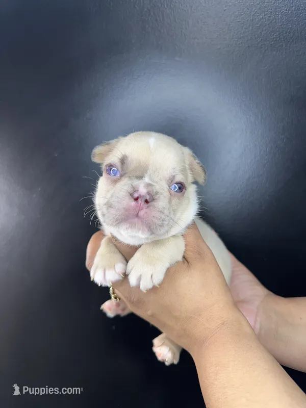 Parker – French Bulldog puppy for sale in Murfreesboro, TN