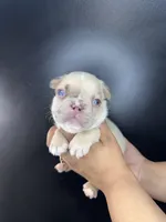 Parker, a male French Bulldog for sale in Murfreesboro, TN – 1 of 5