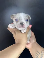 Sassy , a female French Bulldog for sale in Murfreesboro, TN – 1 of 3