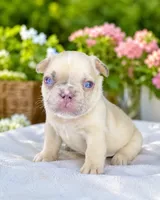 Parker, a male French Bulldog for sale in Murfreesboro, TN – 2 of 5