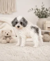Amigo, a male Poodle - Toy  for sale in Murfreesboro, TN – 4 of 4