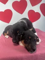 processed/4850bd3e-7bfb-49c9-b559-8f9340aa070e/listing/3db3d894-c484-447d-a031-63ad3381ca8b/1db7466c-3636-4d70-b956-593664333889