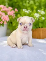 Parker, a male French Bulldog for sale in Murfreesboro, TN – 4 of 5