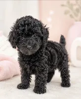 Bella, a female Poodle - Toy  for sale in Murfreesboro, TN – 2 of 4