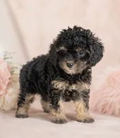 Brownie, a female Poodle - Toy  for sale in Murfreesboro, TN – 3 of 3