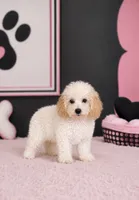 Bliss, a female Poochon for sale in Murfreesboro, TN – 4 of 4
