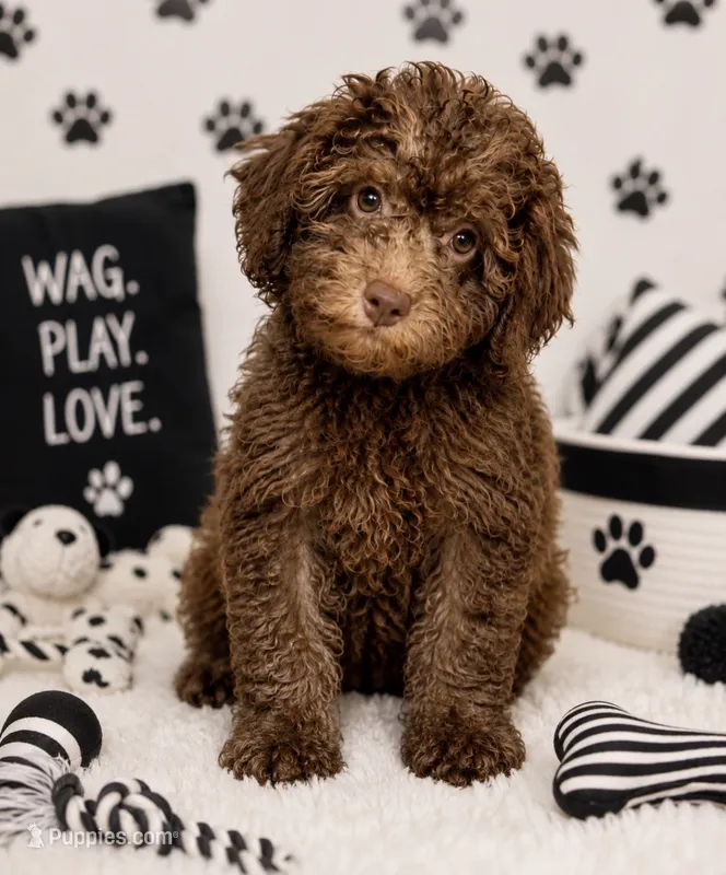 Choco  – Yorkipoo puppy for sale in Murfreesboro, TN