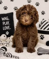 Choco , a male Yorkipoo for sale in Murfreesboro, TN – 1 of 4