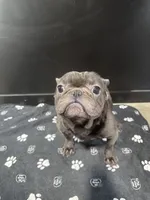 Wavey , a male French Bulldog for sale in Murfreesboro, TN – 5 of 5