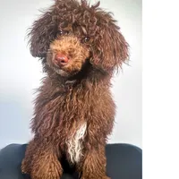 Rick J, a male Poodle - Toy  for sale in Murfreesboro, TN – Photo 2 of 2