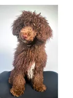 Rick J, a male Poodle - Toy  for sale in Murfreesboro, TN – Photo 2 of 2