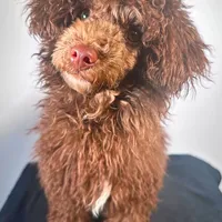 Rick J, a male Poodle - Toy  for sale in Murfreesboro, TN – Photo 1 of 2