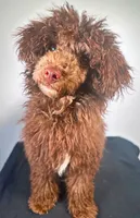 Rick J, a male Poodle - Toy  for sale in Murfreesboro, TN – Photo 1 of 2