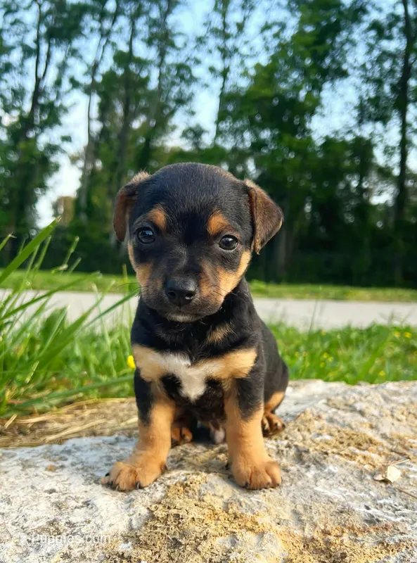 Ralphie, a male Yorkshire Terrier and Miniature Dachshund for sale in Murfreesboro, TN – Photo 1 of 1