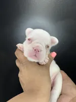 Miss Peach, a female French Bulldog for sale in Murfreesboro, TN – 1 of 4