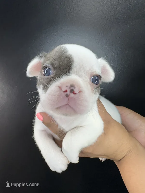 Poncho – French Bulldog puppy for sale in Murfreesboro, TN