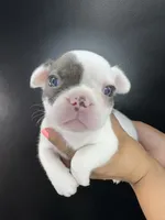 Poncho, a male French Bulldog for sale in Murfreesboro, TN – 1 of 5