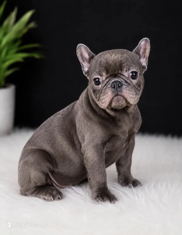 Wavey  – French Bulldog puppy for sale in Murfreesboro, TN