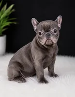 Wavey , a male French Bulldog for sale in Murfreesboro, TN – 1 of 3