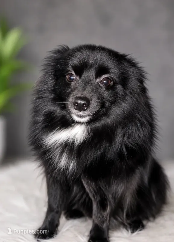 Shadow – Pomeranian puppy for sale in Murfreesboro, TN