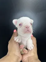 Miss Peach, a female French Bulldog for sale in Murfreesboro, TN – 3 of 4