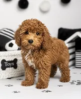 Finn, a male Miniature Goldendoodle for sale in Murfreesboro, TN – 2 of 2