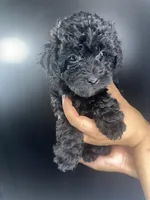 Bella, a female Poodle - Toy  for sale in Murfreesboro, TN – 3 of 4