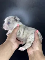 Sassy , a female French Bulldog for sale in Murfreesboro, TN – 3 of 3