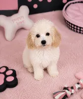 Bliss, a female Poochon for sale in Murfreesboro, TN – 2 of 4