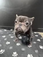 Wavey , a male French Bulldog for sale in Murfreesboro, TN – 3 of 5