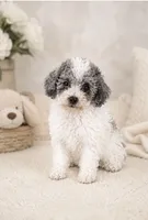 Amigo, a male Poodle - Toy  for sale in Murfreesboro, TN – 4 of 4