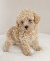 Cam, a male Poodle - Toy  for sale in Murfreesboro, TN – 2 of 4