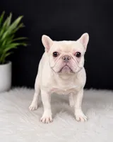 Marshmellow, a male French Bulldog for sale in Murfreesboro, TN – 2 of 3