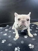 Marshmellow, a male French Bulldog for sale in Murfreesboro, TN – 3 of 4