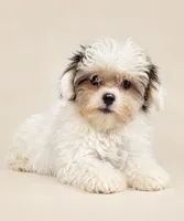 Benny , a male Morkie for sale in Murfreesboro, TN – 1 of 2