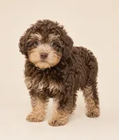 Brownie , a male Yorkipoo for sale in Murfreesboro, TN – 2 of 3